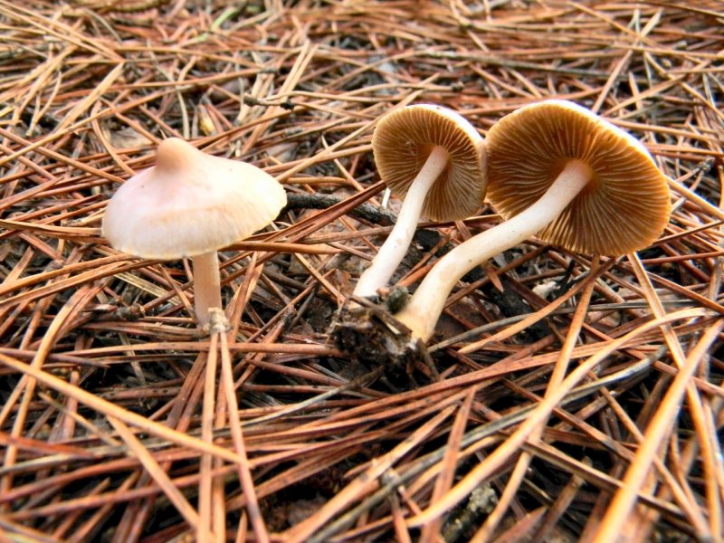 Inocybe da determinare